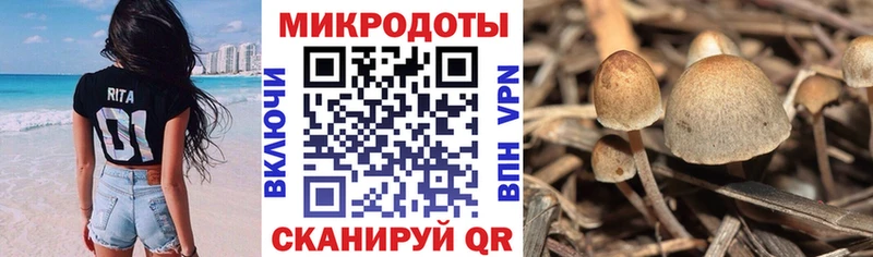 Купить  Чкаловск  Псилоцибиновые грибы Cubensis 